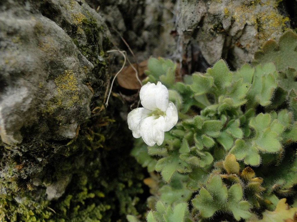 Saxifraga petraea / Sassifraga dei muri